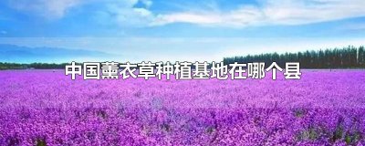中国薰衣草种植基地在哪个县