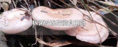 ​枞树菌冻了能吃吗 枞菌可以放冰箱冷藏么