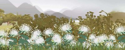 ​什么是青驰菊
