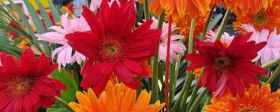 ​红色菊花代表什么