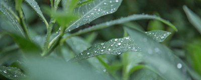​清明节的谚语