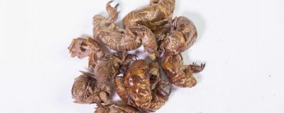 ​蝉鸣是什么季节
