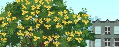 ​桂花为什么要嫁接