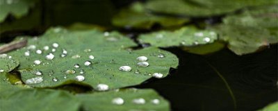 ​关于寒露的古诗五言绝句