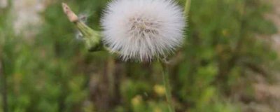 ​哪种植物被称为黄花地丁