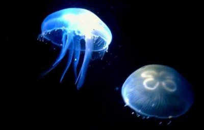 ​世界上最长寿的六种动物，南极洲海绵第二