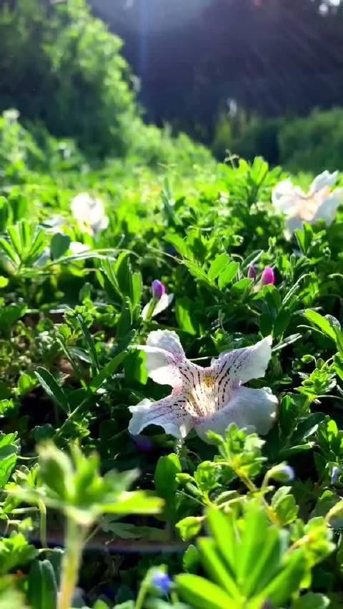 致青春的句子八个字 ，共勉 1、时光停滞，岁月静好