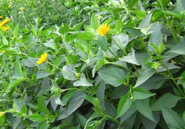 它深埋地里不好取，花开像菊结果却似地瓜，既是“水果”也是好药