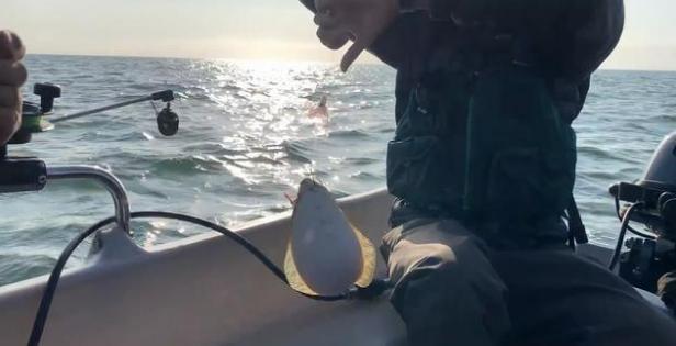 男子钓到5斤多的“鸦片鱼”，看起来真肥，只是吃法让人不能接受
