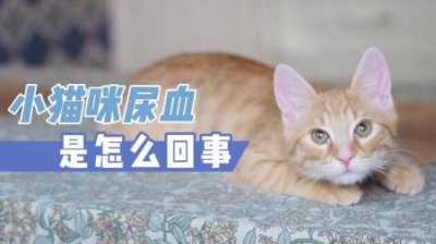 ​幼猫的处于良好的状态标准及喂养准则：两个月之后的喂养要点