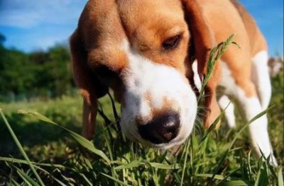 ​拉布拉多犬体重对比表拉布拉多体重标准表拉布拉多身高