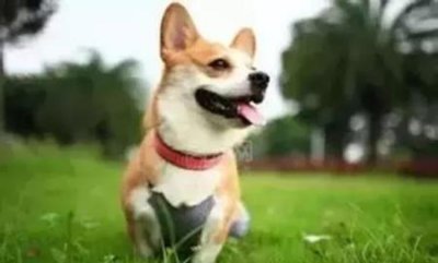 ​如何科学地喂养2个月大的幼犬？幼犬的正确喂养方法