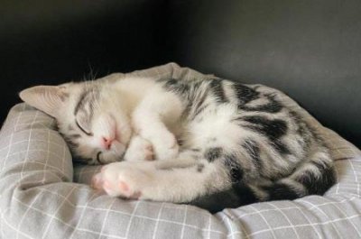 ​猫咪嘴巴有点红肿猫嘴角红肿
