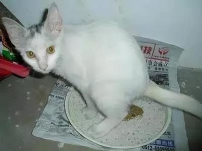 ​猫咪气喘怎么医治猫咪喘的厉害怎么办？
