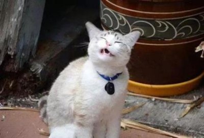 ​养猫家里可以用香薰吗？养猫的房间可以喷香水吗？