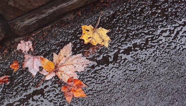 高楼目尽欲黄昏，梧桐叶上萧萧雨，100句古诗词，一夜雨声羁思浓