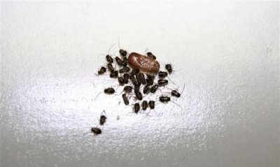 ​家里出现蟑螂怎么根除,家里有蟑螂怎么办能除根 防止蟑螂的方法吗