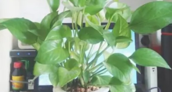 家里出现蟑螂怎么根除,家里有蟑螂怎么办能除根 防止蟑螂的方法吗图7
