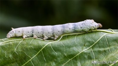 ​益虫有哪些他们的特点是什么(盘点对人类有益的五种昆虫)