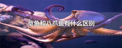 ​章鱼和八爪鱼有什么区别