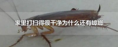 ​家里打扫得很干净为什么还有蟑螂