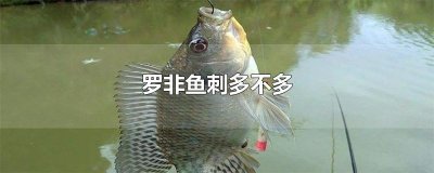 ​罗非鱼刺多不多