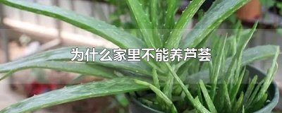 ​为什么家里不能养芦荟