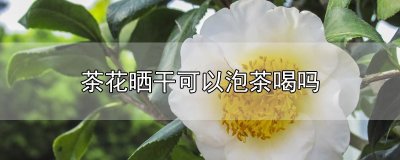 ​茶花晒干可以泡茶喝吗