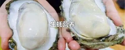 ​生蚝营养