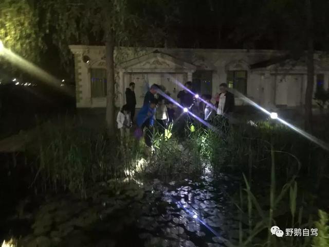 白洋淀一日游在此（周末带孩子去白洋淀）(8)