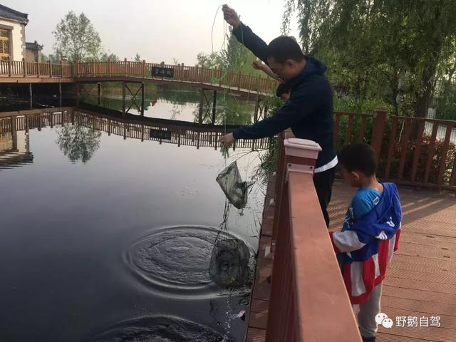 白洋淀一日游在此（周末带孩子去白洋淀）(5)