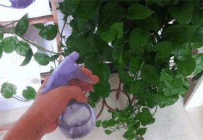 ​酸性肥料有哪些(在家如何制作酸性肥料)