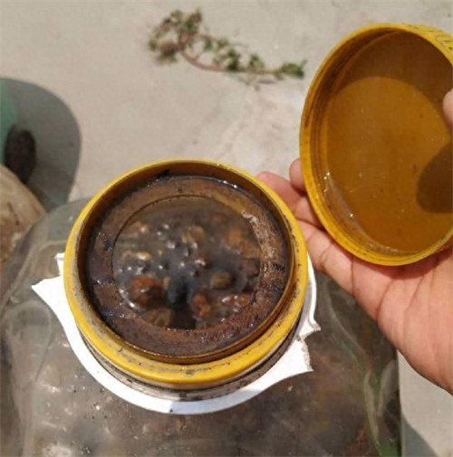 酸性肥料有哪些(在家如何制作酸性肥料)