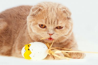 ​小猫可以吃鸡蛋吗（猫咪可以吃营养物质丰富的鸡蛋吗）