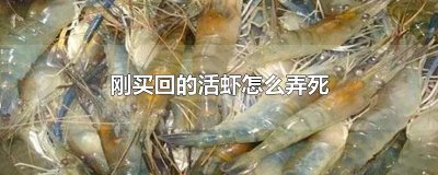 ​刚买回的活虾怎么弄死