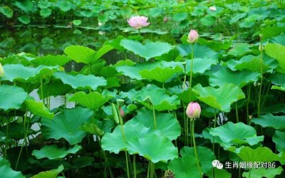 ​生肖兔跟啥生肖结婚，几乎不吵架，操心岁岁少，运势节节高