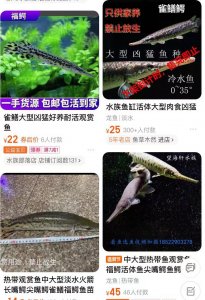 ​电商平台仍有鳄雀鳝买卖，25 元起！律师：放生可责令限期捕回
