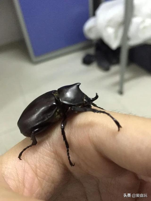 独角仙是几级保护动物(二级保护动物)