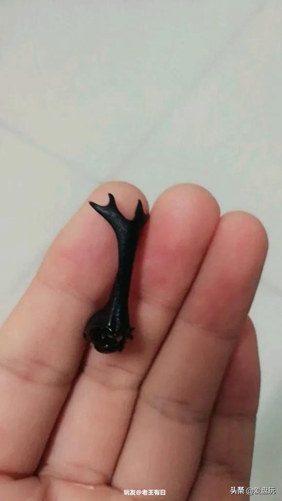 独角仙是几级保护动物(二级保护动物)