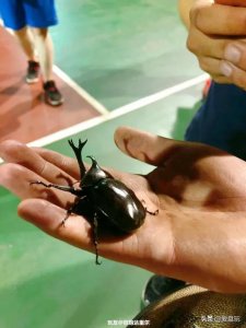 ​独角仙是几级保护动物(二级保护动物)