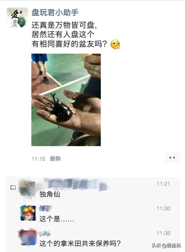 独角仙是几级保护动物(二级保护动物)