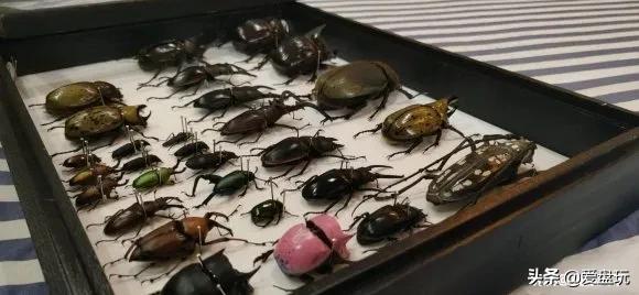 独角仙是几级保护动物(二级保护动物)