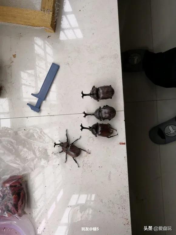 独角仙是几级保护动物(二级保护动物)