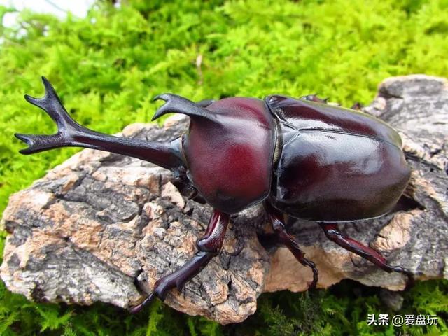 独角仙是几级保护动物(二级保护动物)