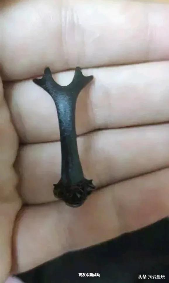 独角仙是几级保护动物(二级保护动物)