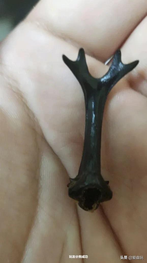 独角仙是几级保护动物(二级保护动物)