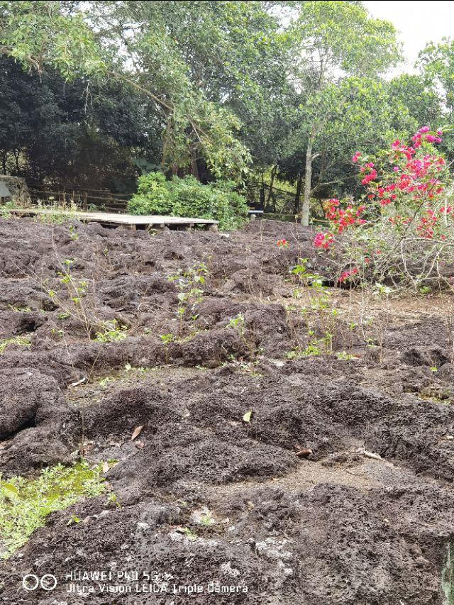 海口必去的三个景点 海口火山口地质公园(13)