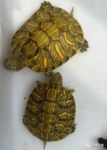 ​龟友龟商之间交流中最实用的行话（龟市如此多乱象）