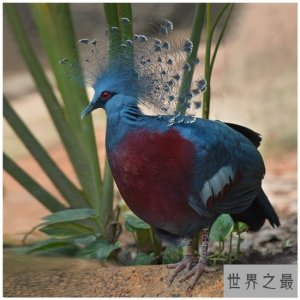 ​世界上最大的鸽，“鸽中孔雀”维多利亚凤冠鸠体长超70cm！