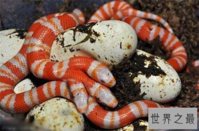 ​三头蛇在印度多人膜拜，神话中却是邪恶的象征